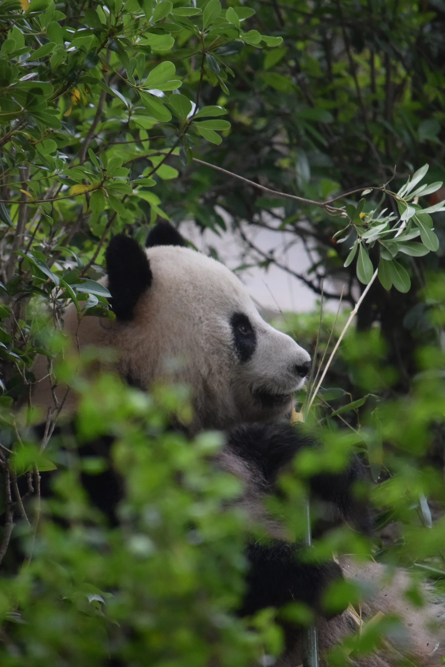 Panda Base - Sichuan