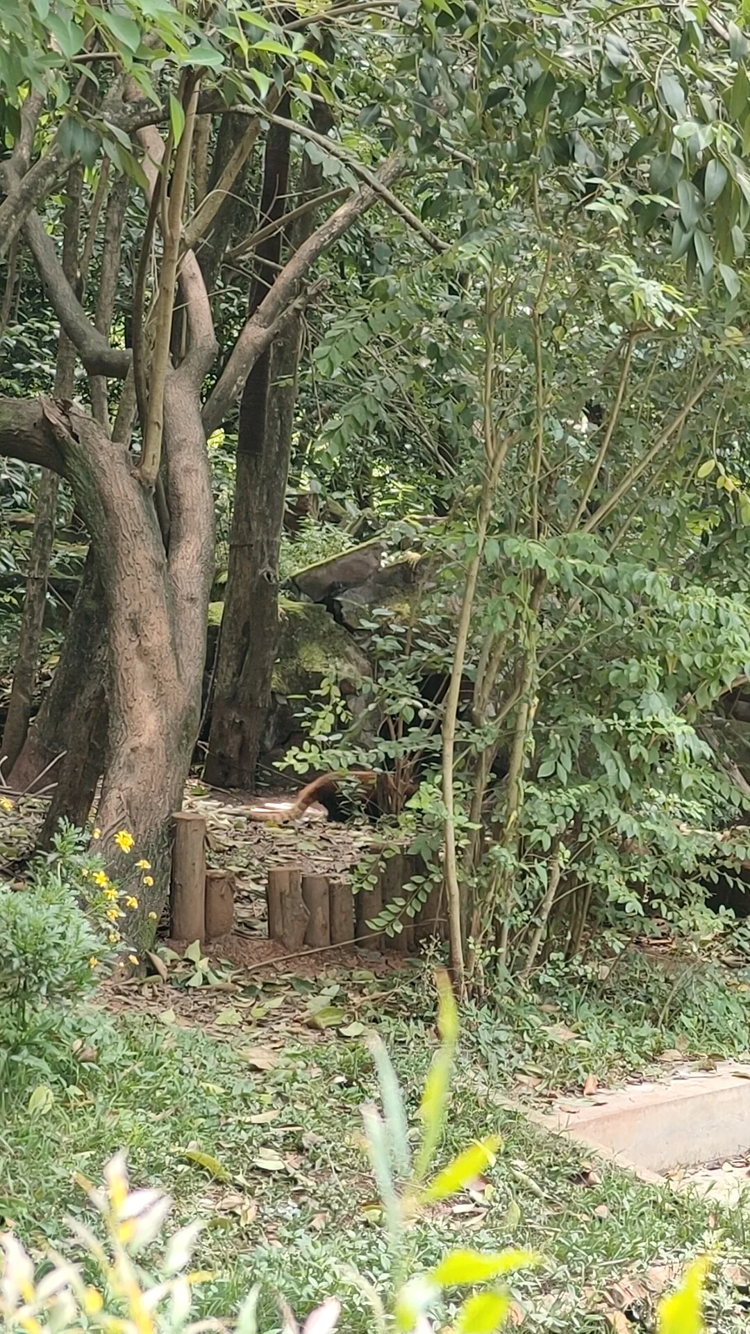 Panda Base - Sichuan