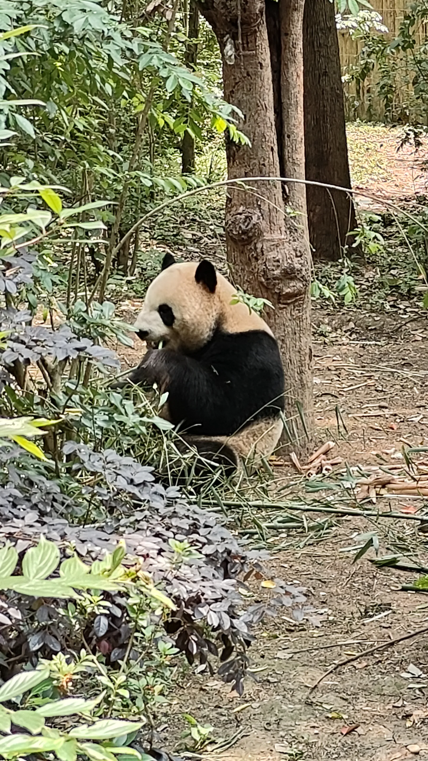Panda Base - Sichuan