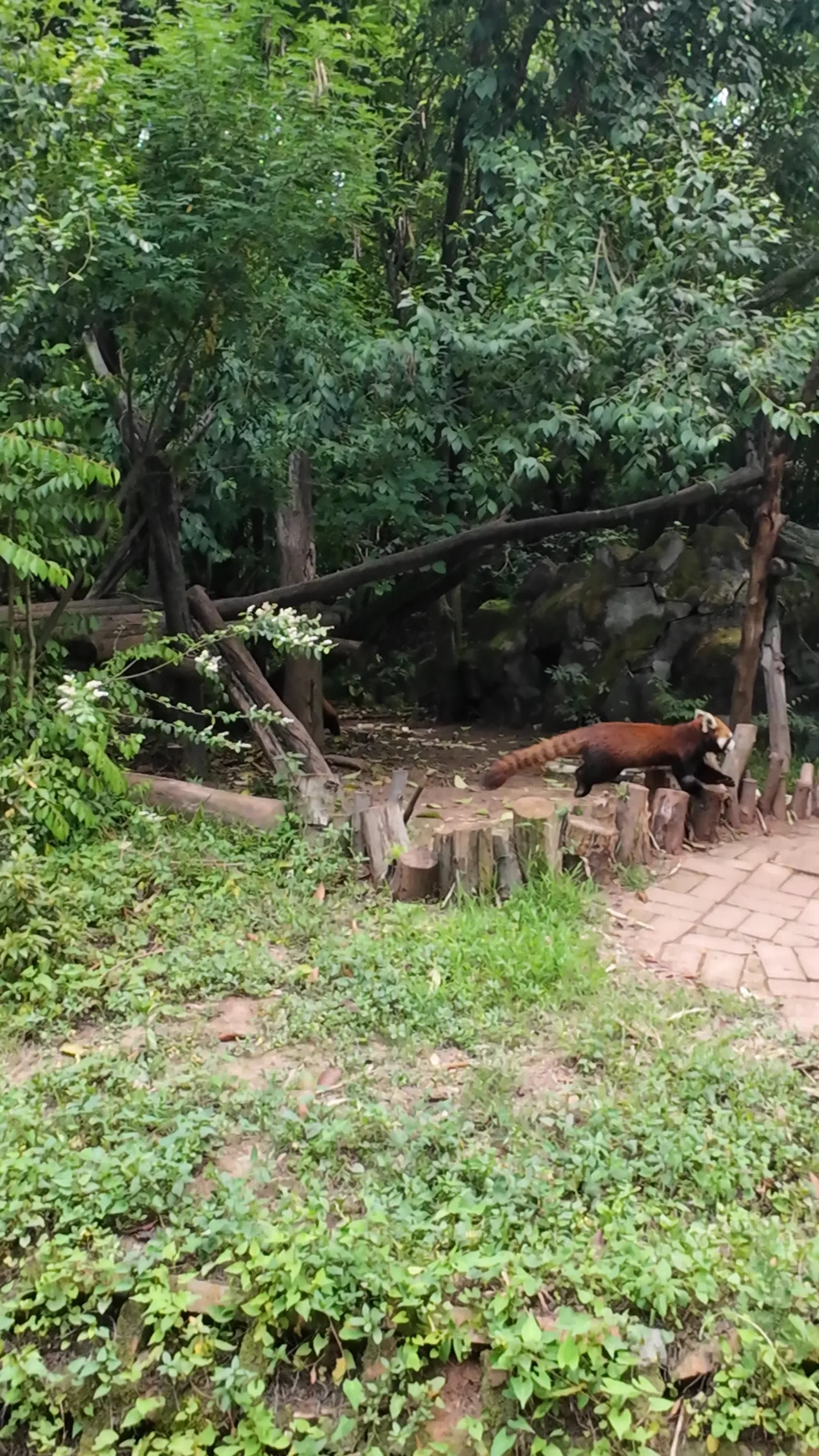 Panda Base - Sichuan