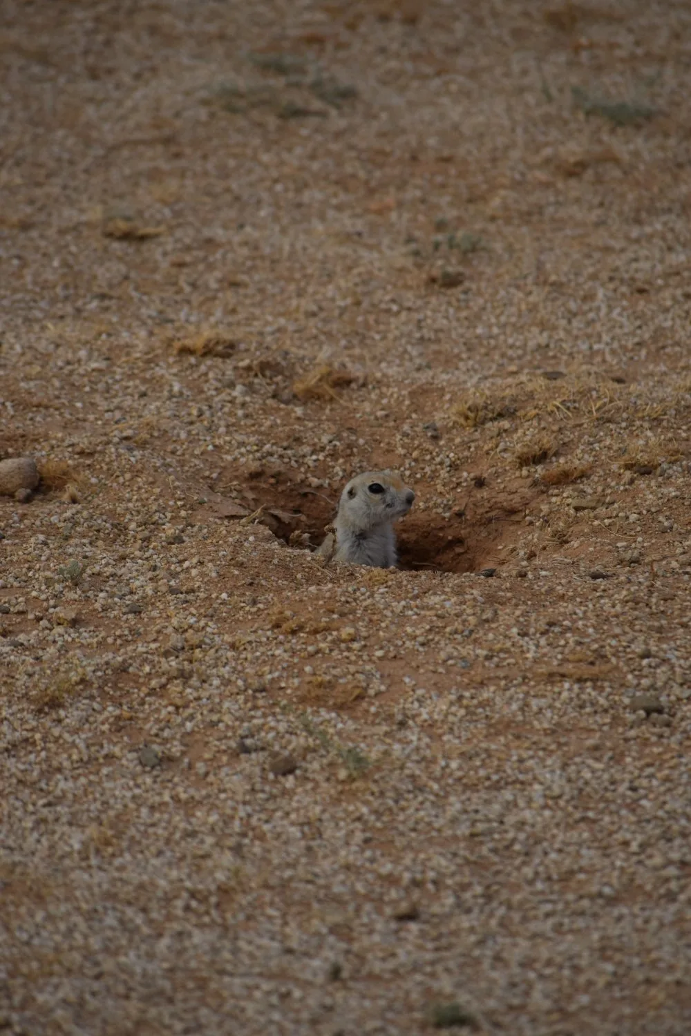 marmotte