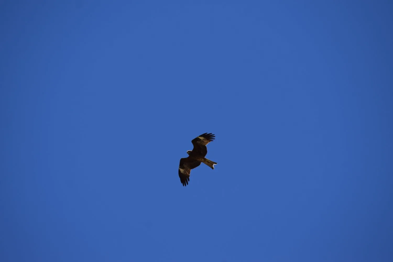 aigle