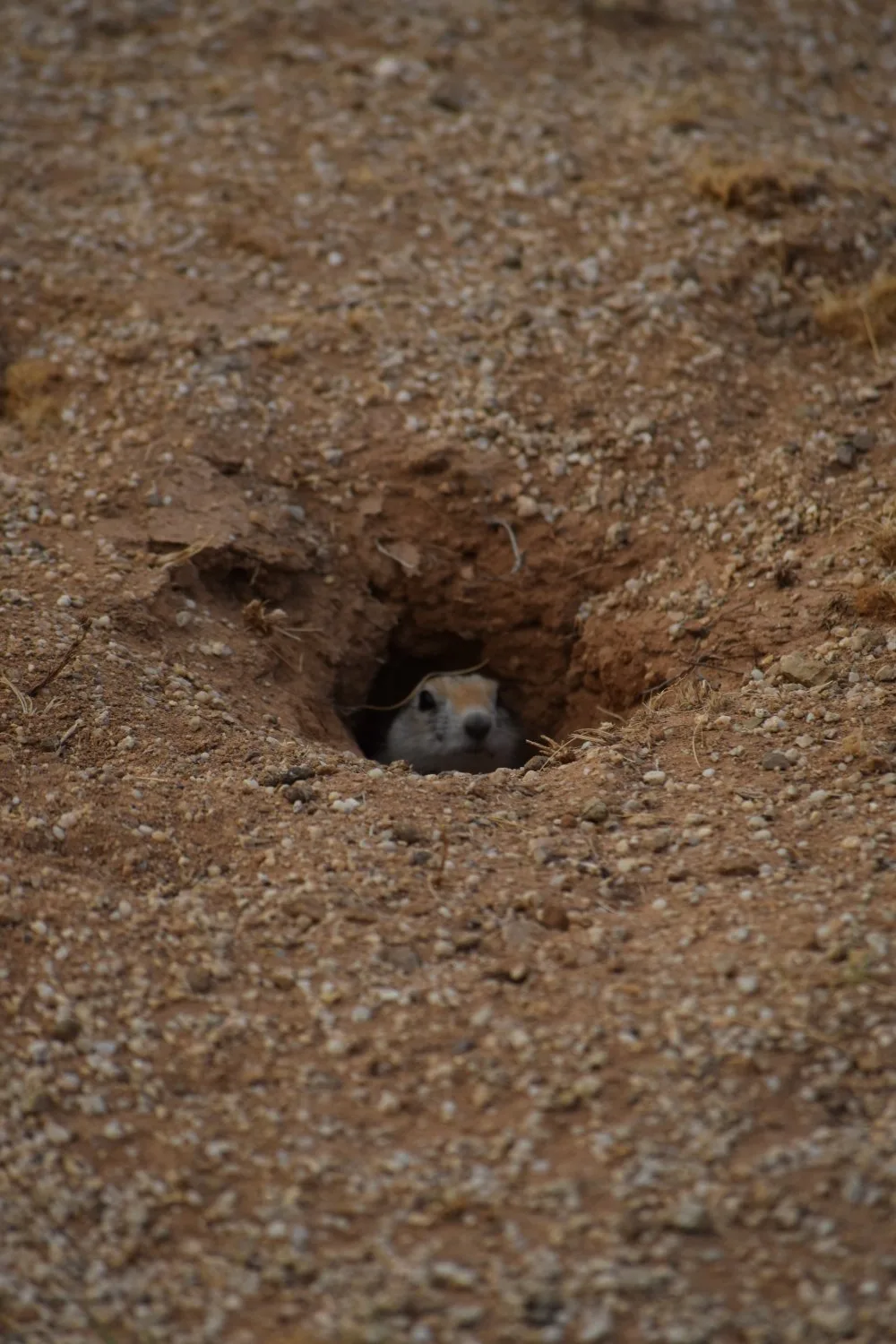 marmotte