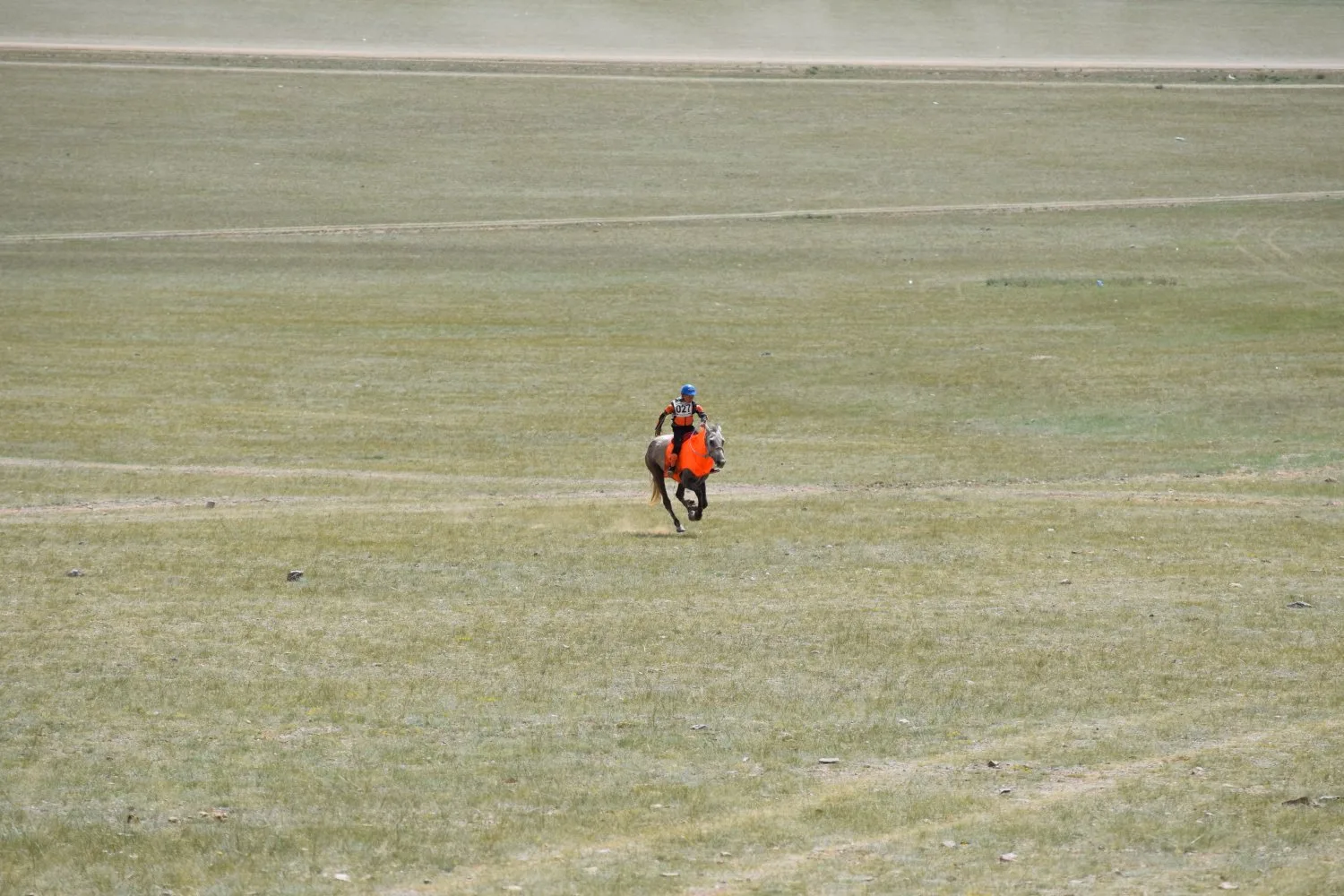 Naadam - Courses de chevaux