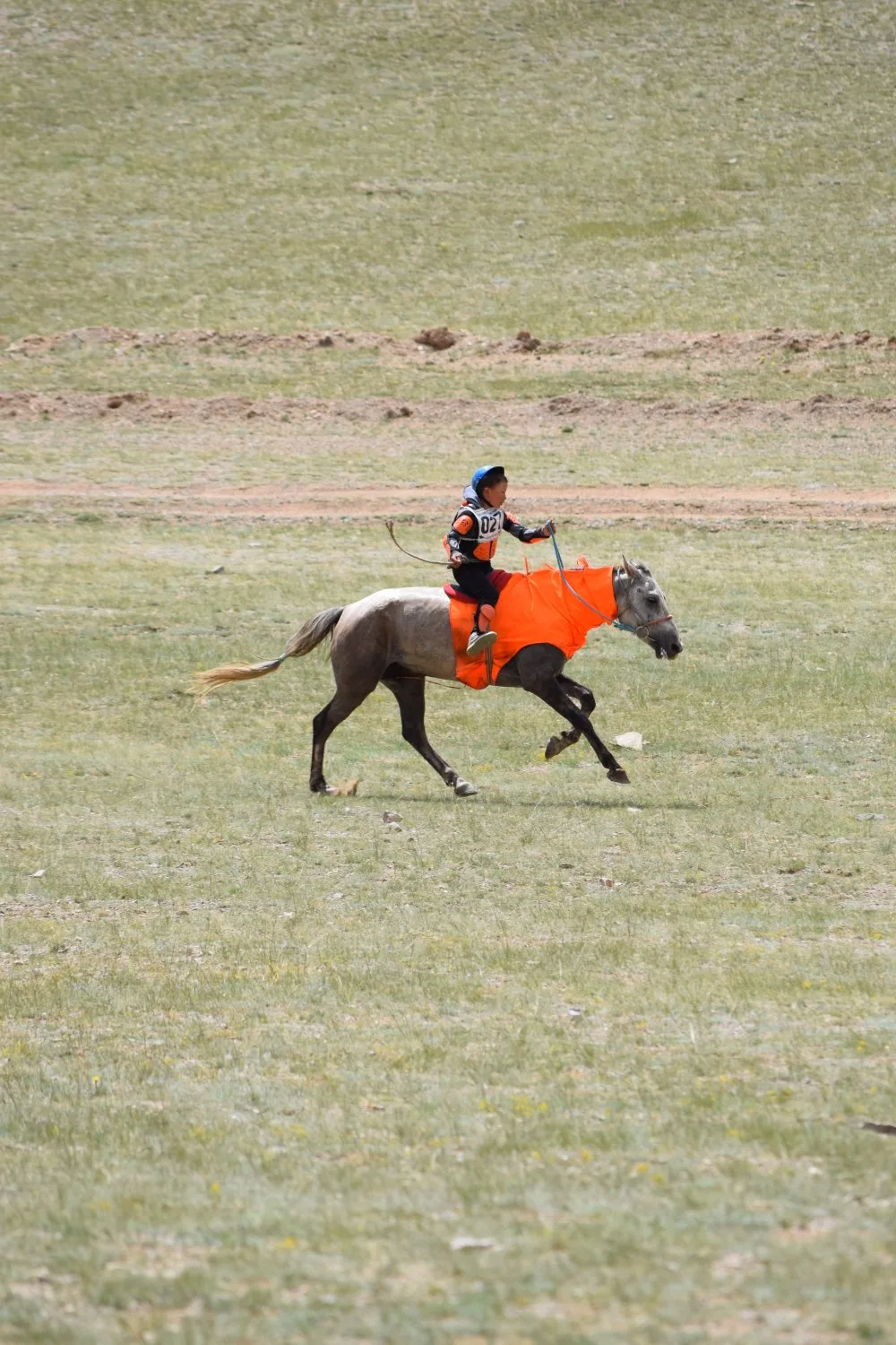 Naadam - Courses de chevaux