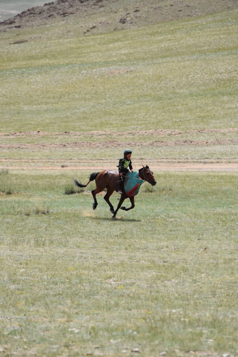 Naadam - Courses de chevaux