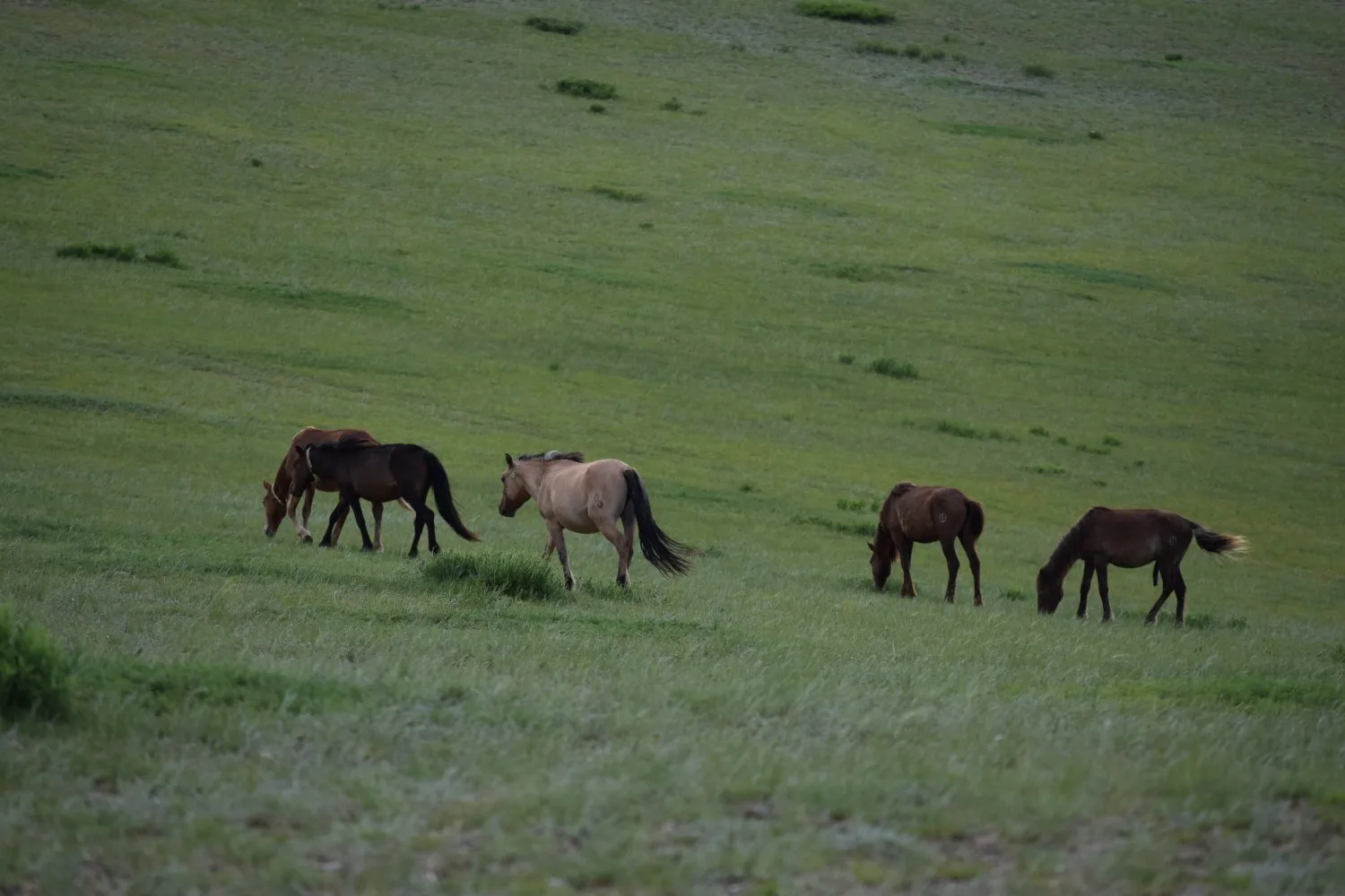 spot steppes