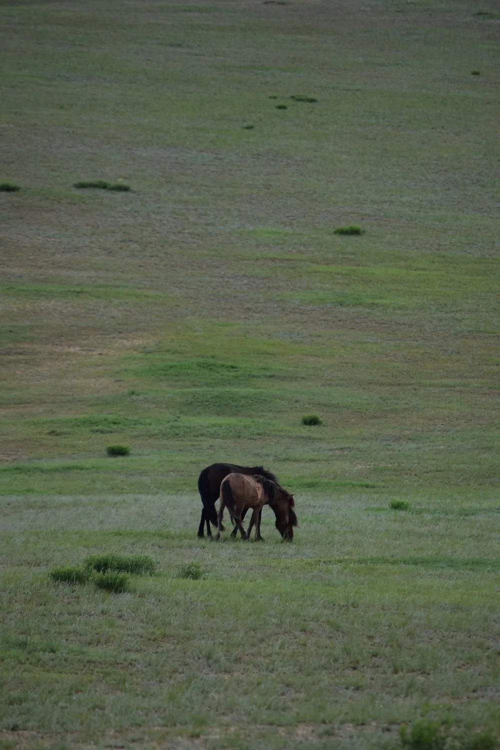 spot steppes