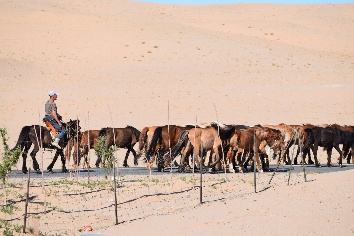 chevaux