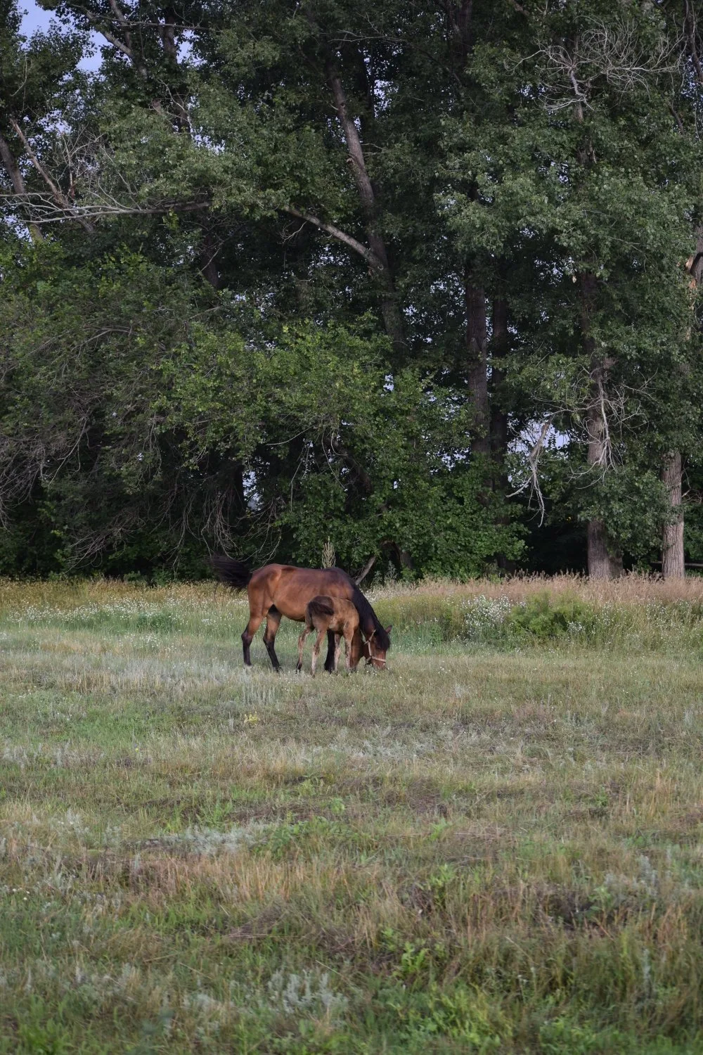 cheval