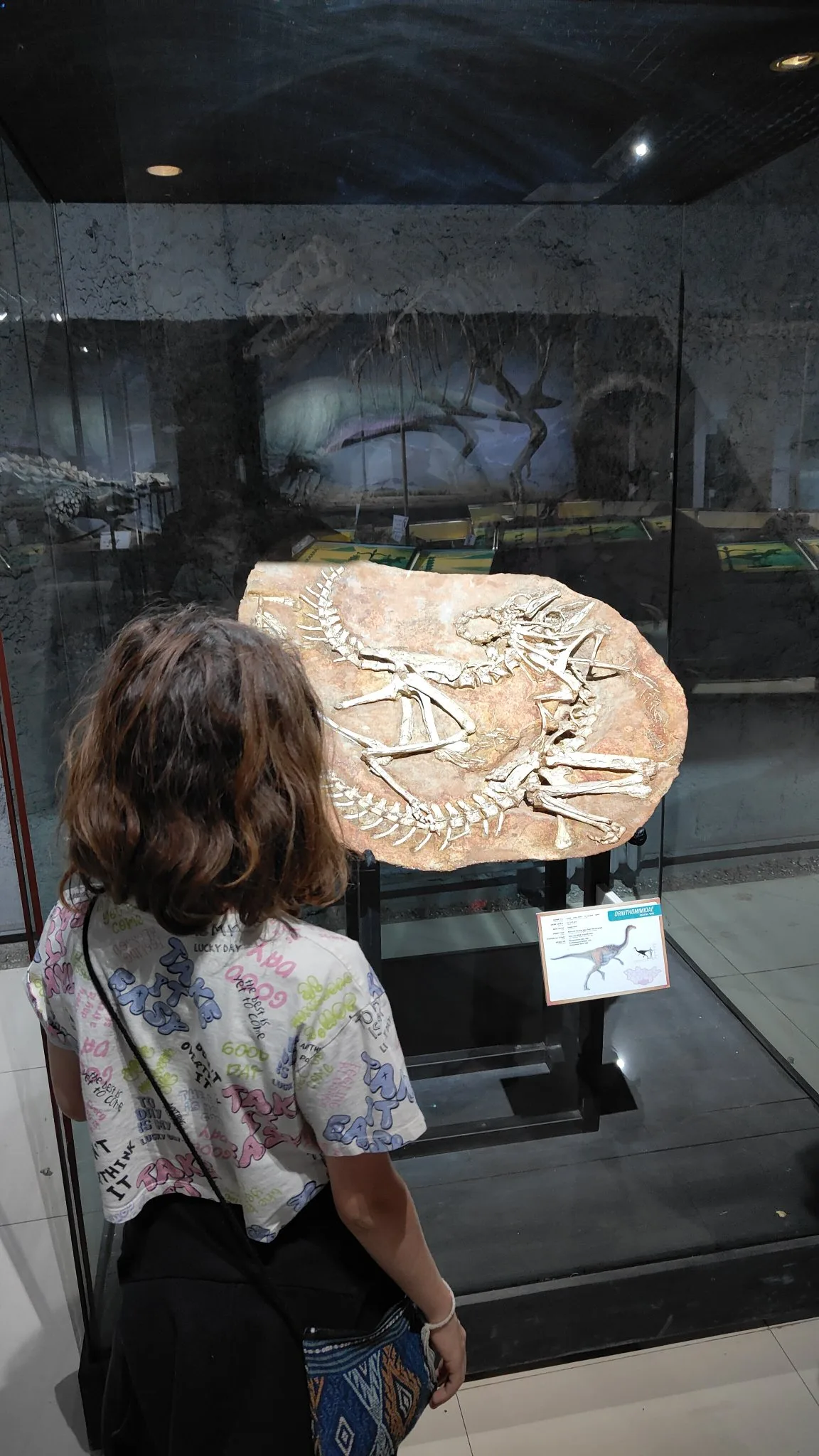 Oulan-Bator - Muséum d'histoire naturelle