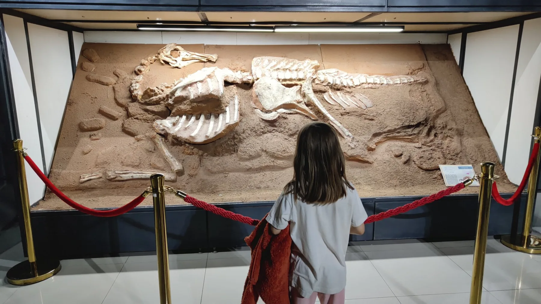 Oulan-Bator - Muséum d'histoire naturelle