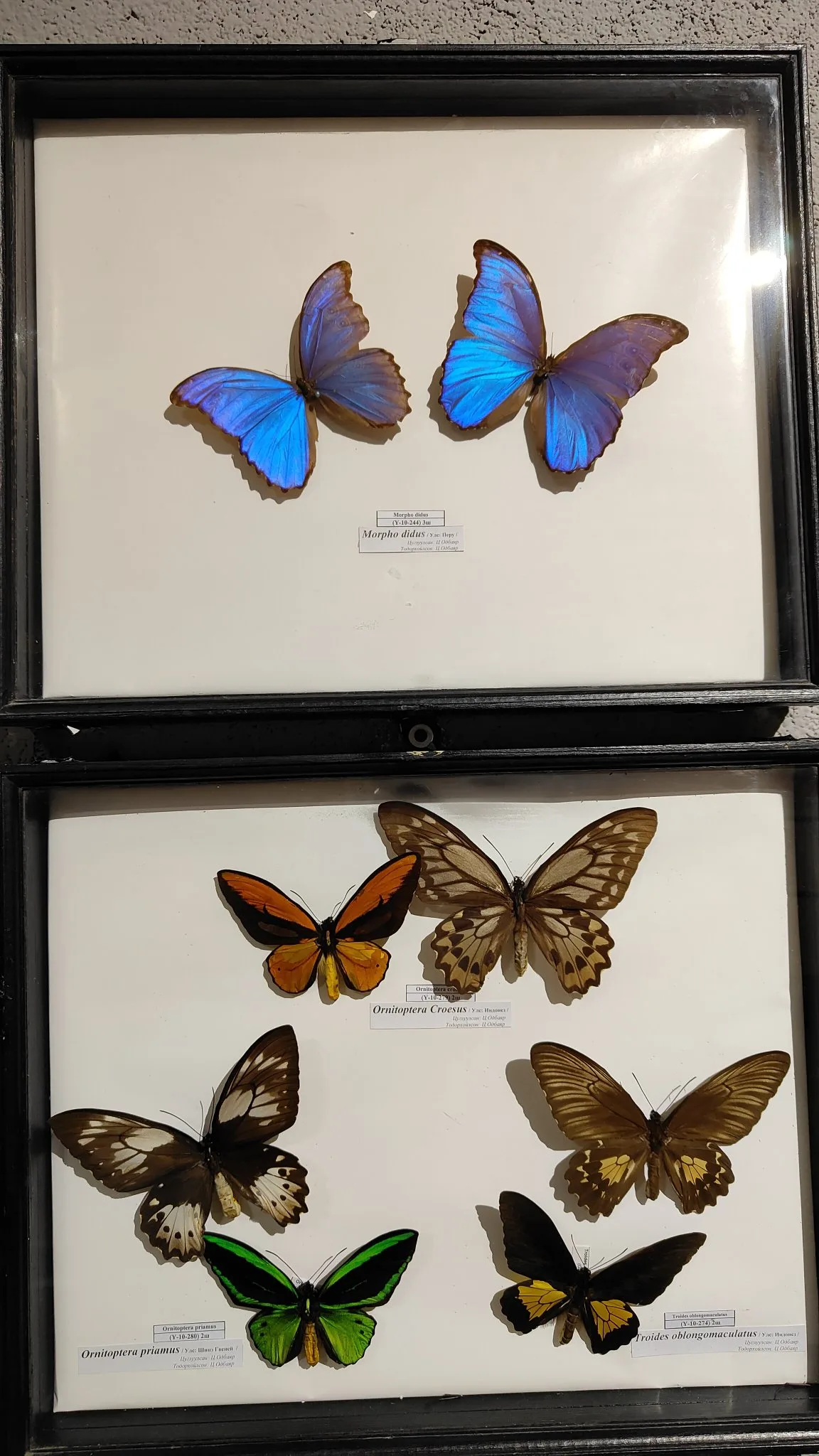 Oulan-Bator - Muséum d'histoire naturelle