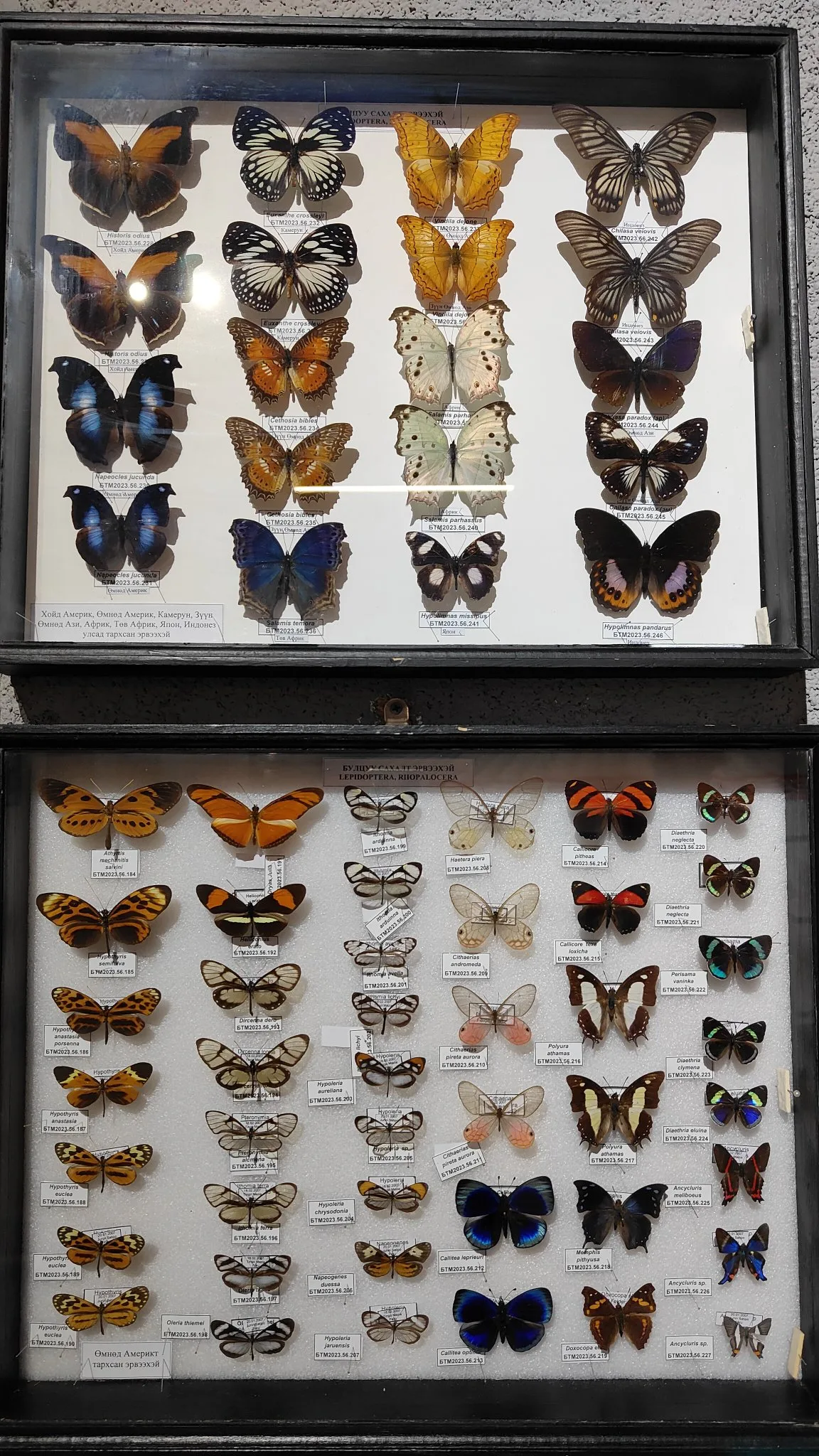 Oulan-Bator - Muséum d'histoire naturelle