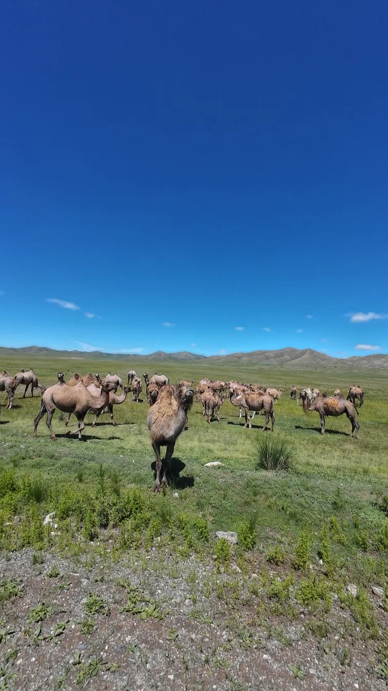 spot steppes