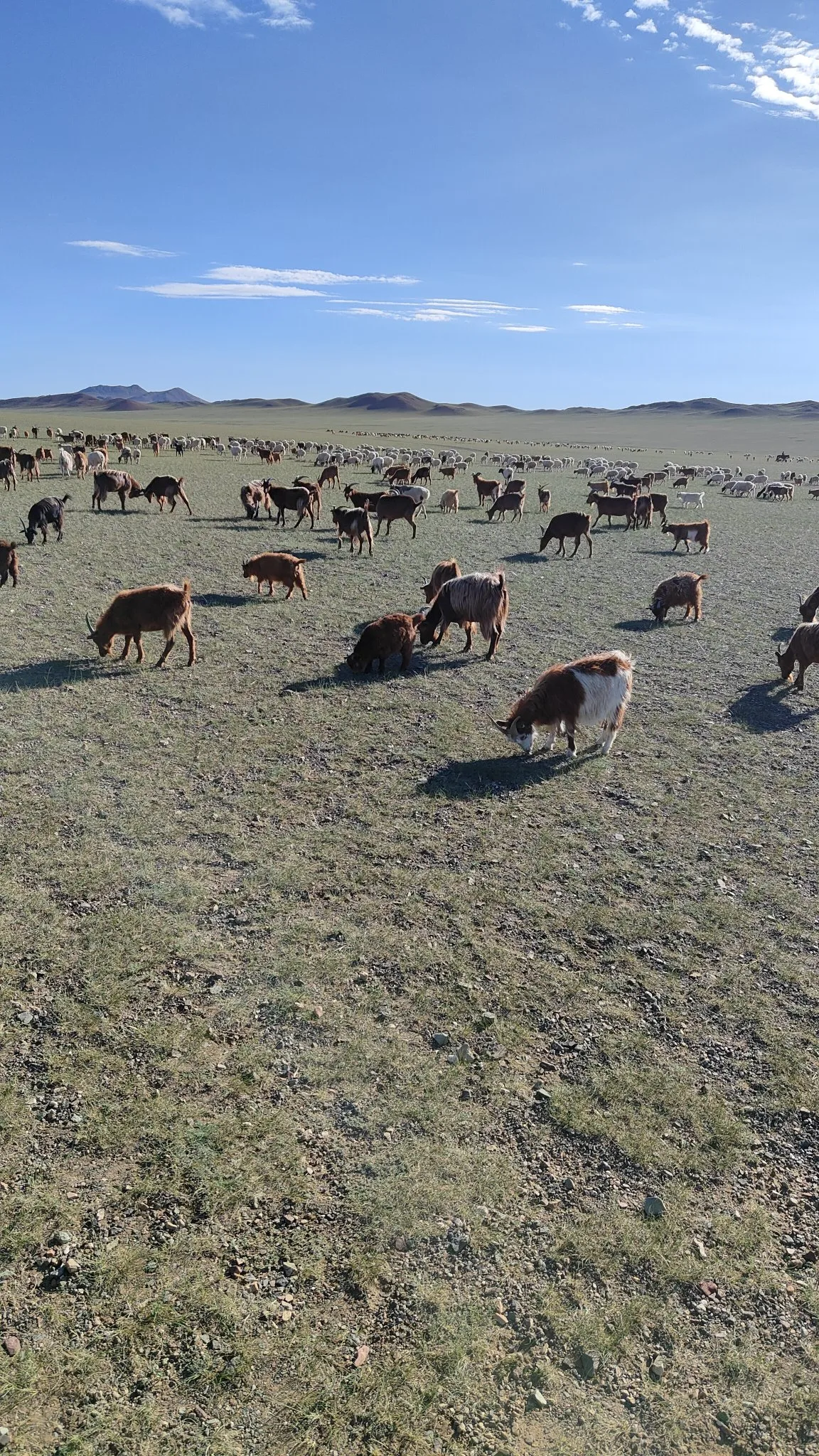 Steppes mongolie