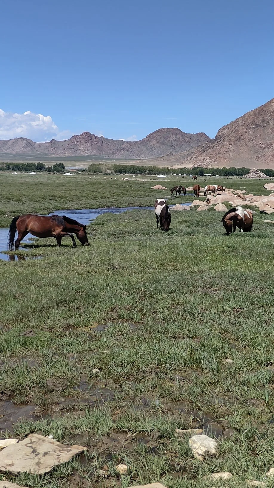 Khovd