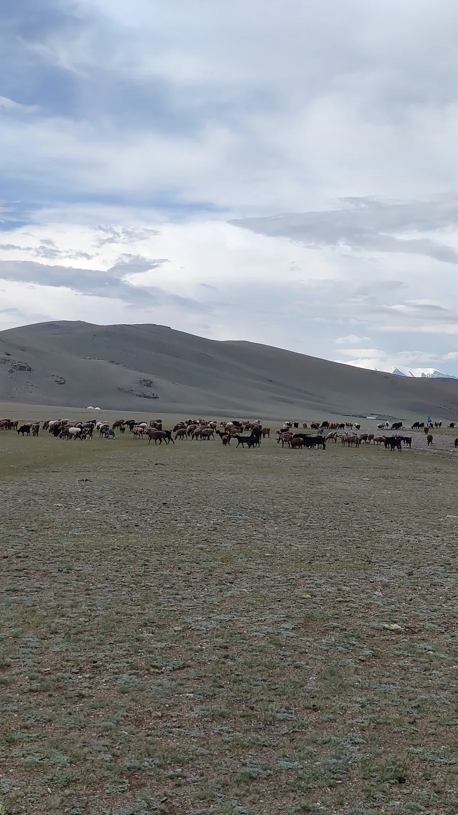 steppes