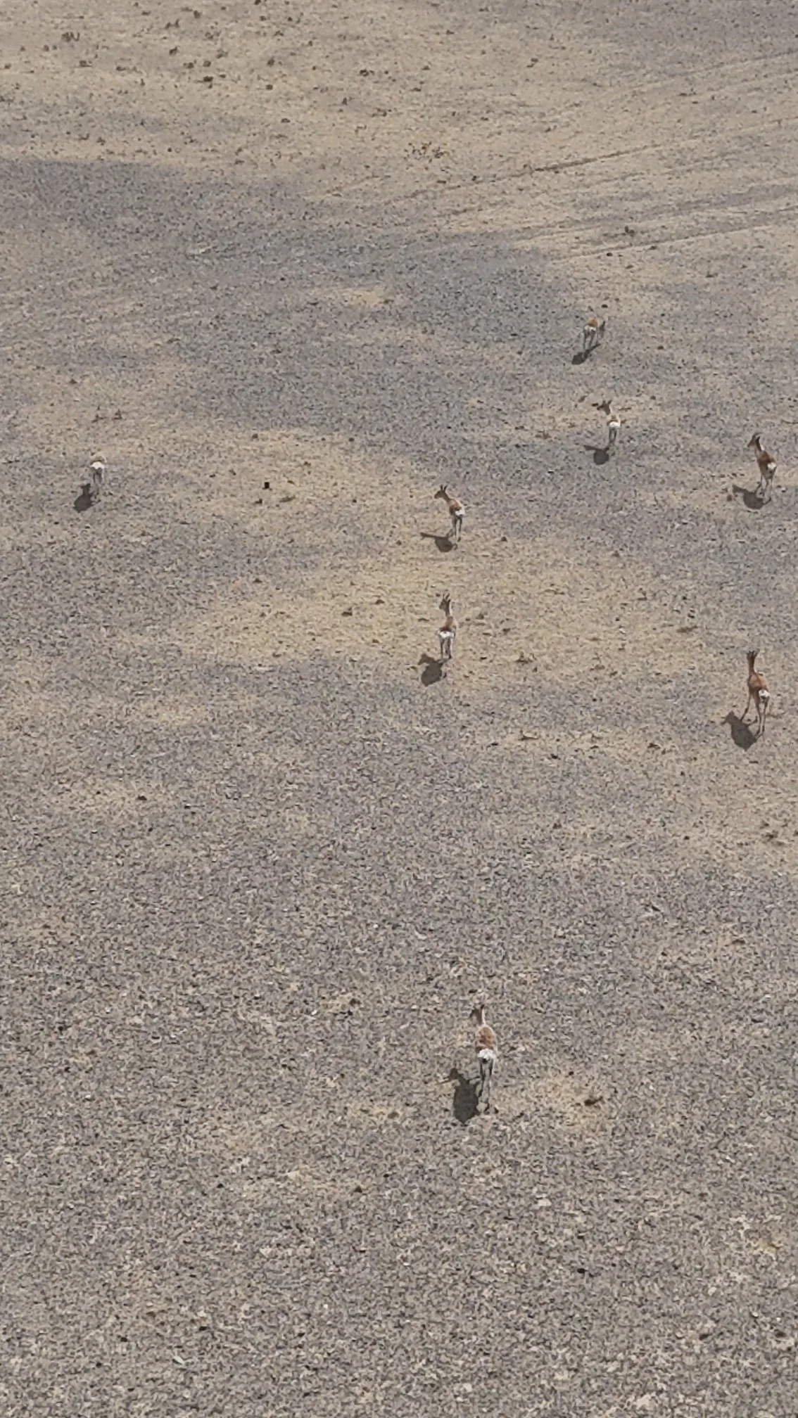 gazelles mongoles