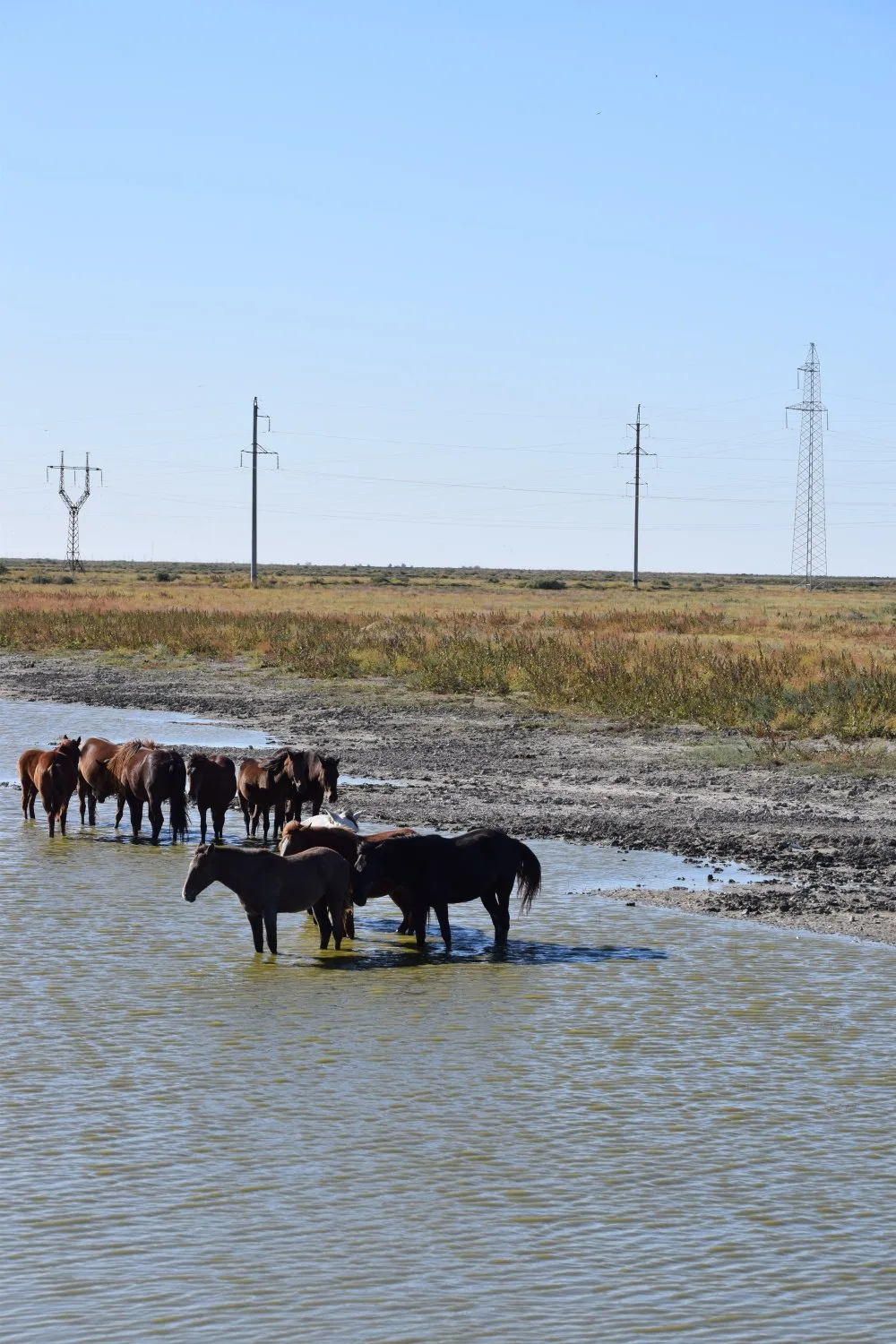 chevaux
