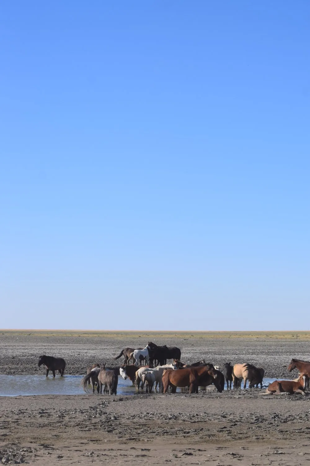 chevaux