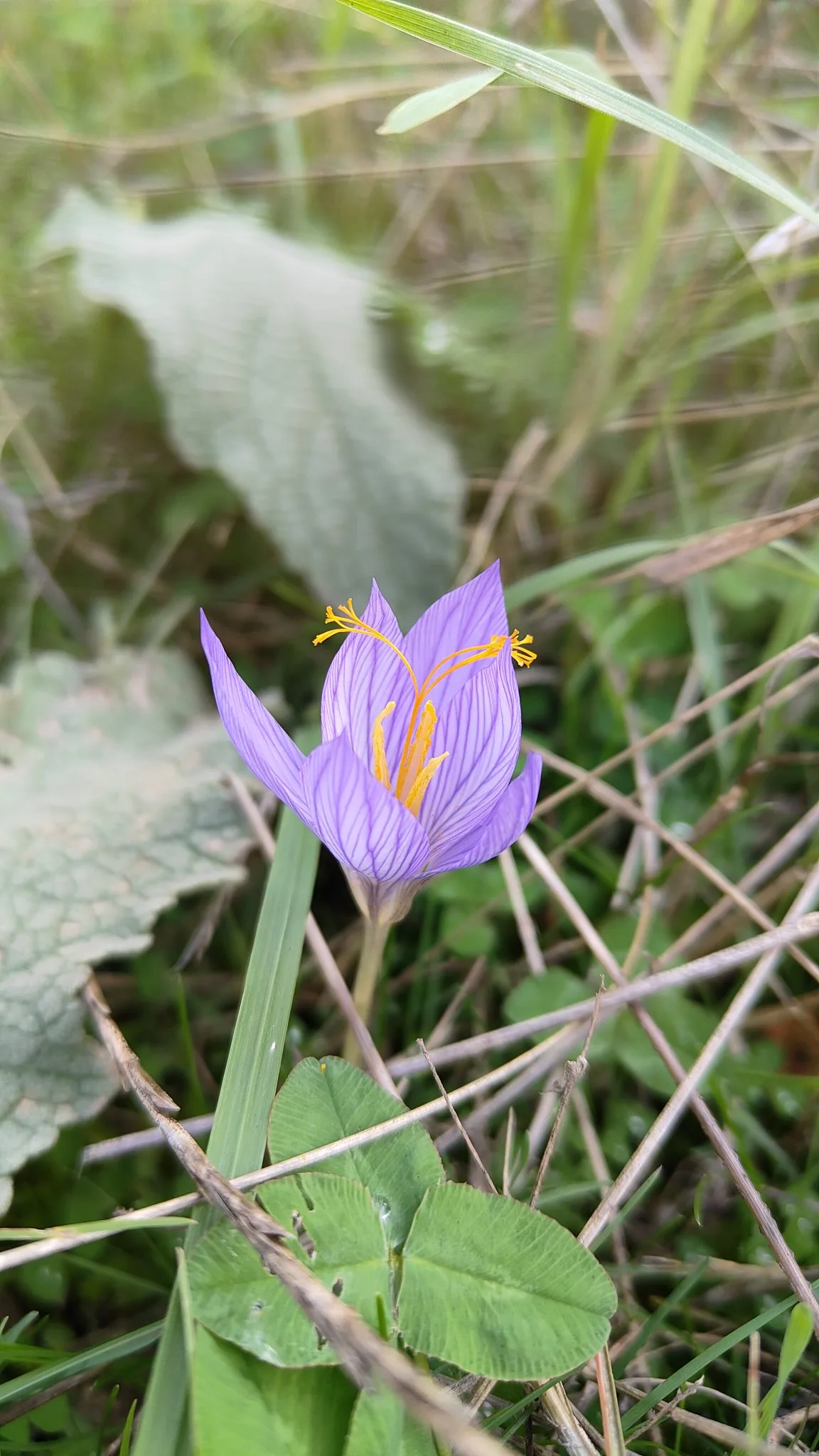 fleur