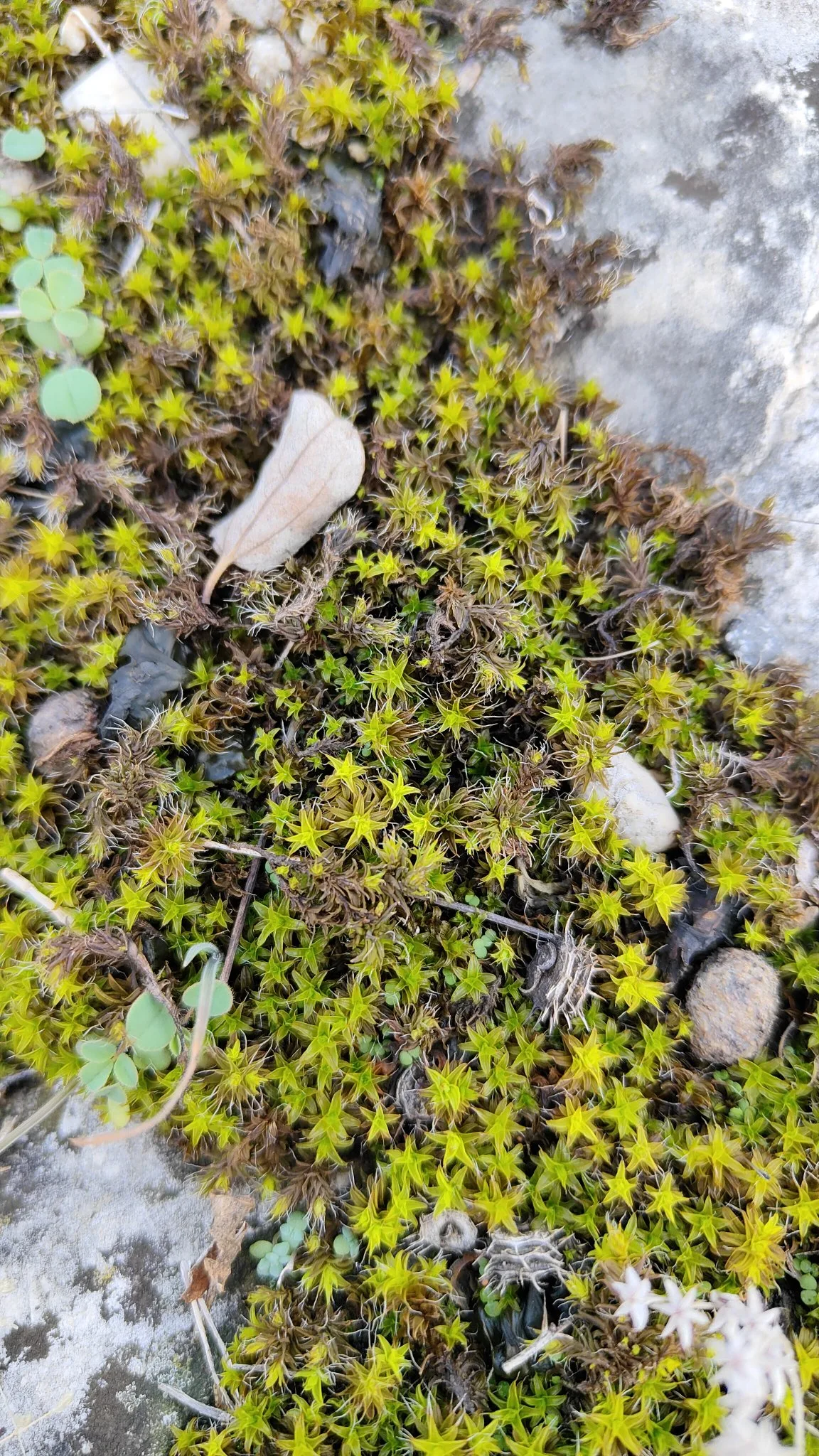 plantes