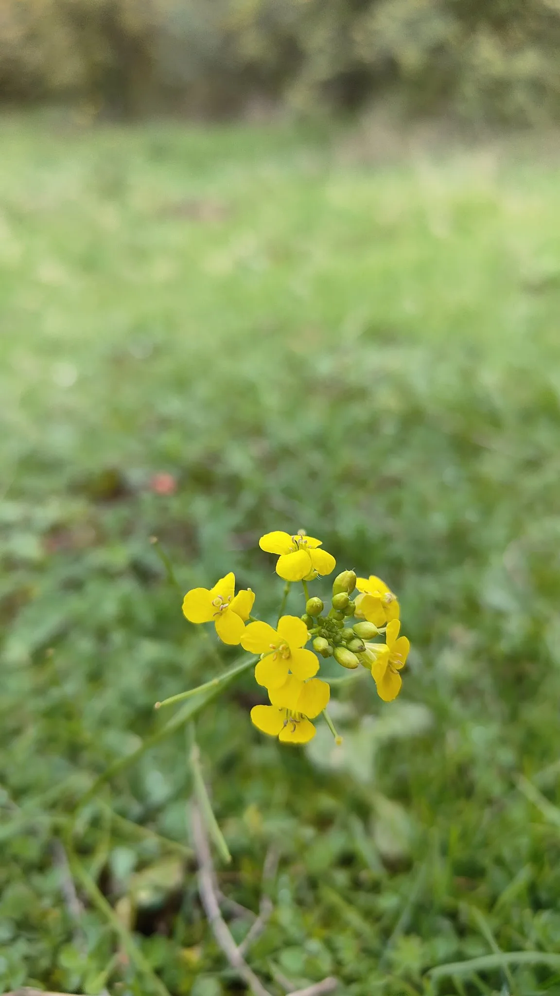 fleur