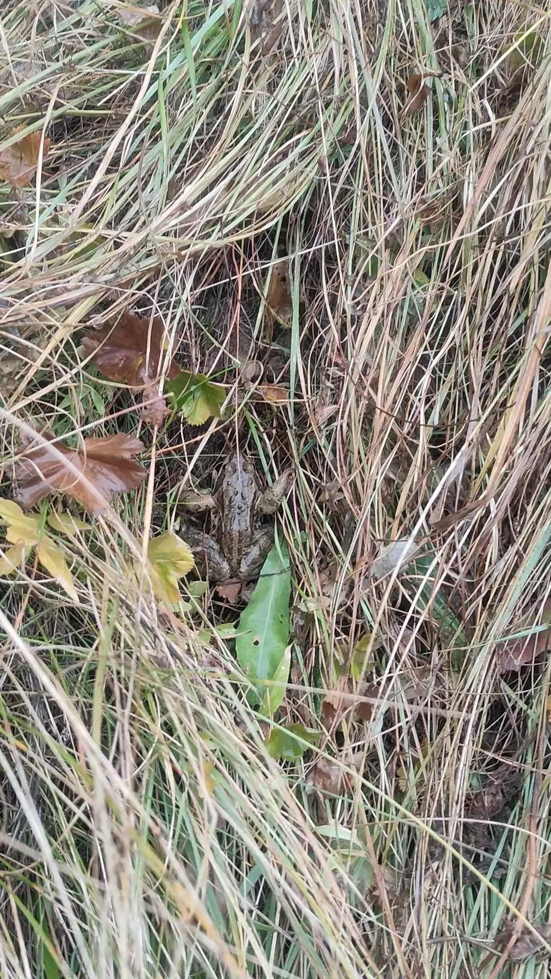 grenouille