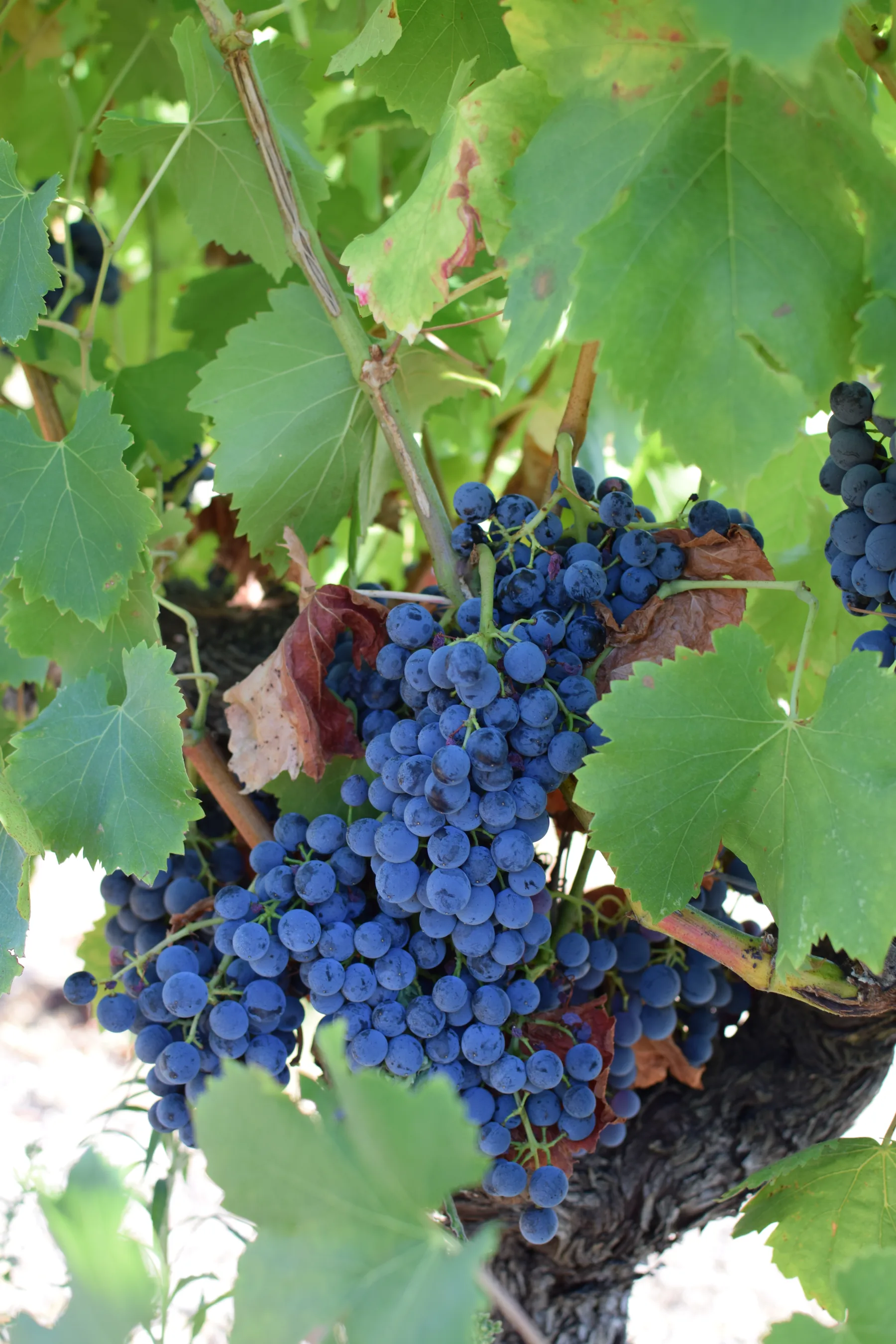 halte au milieu des vignes à Castries