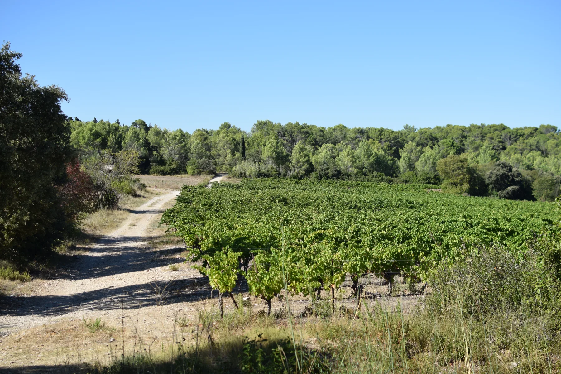 halte au milieu des vignes à Castries